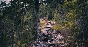 Старі нові стежки, оповідання